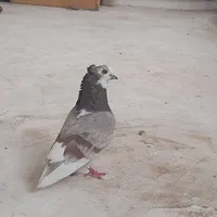 یک کبوتر کاکلی پرشی حراج