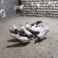 پرنده