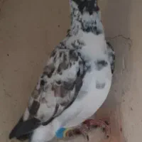 بزک