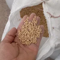 گندم دیم