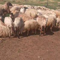پشم گوسفند