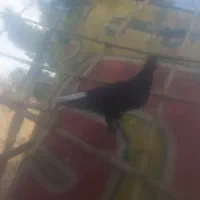 ارزان قیمت خوشکل سالم سلامت