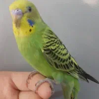 مرغ عشق سبز جذاب و خوش رنگ