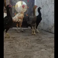 تخم لاری محدود