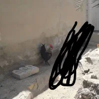 فروش خروس