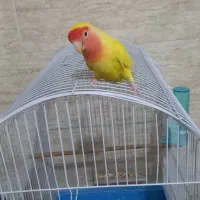 طوطی برزیلی دستی سخنگو ماده شبانکاره