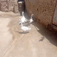 2غاز و2قوغاز و1خوروس خزک