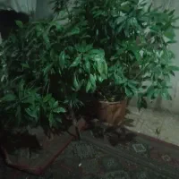 گل گیاه|گل و گیاه طبیعی|بومهن, |دیوار