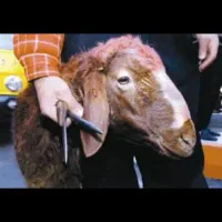 بره نر جهت قربانی