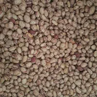 لوبیا چیتی صالح خمین