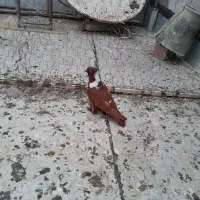 ککیلی مایاقزقن تای گوزصیدشد
