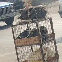 مرغ خروس برای قربانی