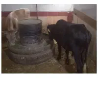 گوساله نر