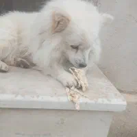 سگ گمشده|حیوانات|نورآباد ممسنی, |دیوار