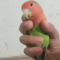 طوطی برزیلی جفت مولد