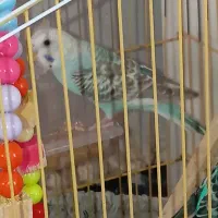 مرغ عشق