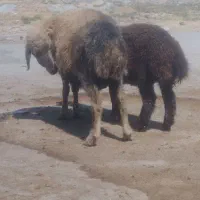 میش بره