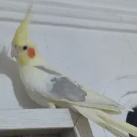عروس هلندی نر