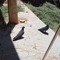 یه جفت کفتر نر و ماده کلاغی
