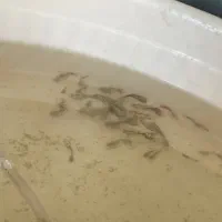 فروش سه نژاد ماهی گوپی