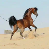 آموزش سوارکاری و تعلیم تربیت اسب