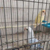 کتوله فروش و معاوضه