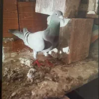 کبوتر|پرنده|مشگین شهر, |دیوار