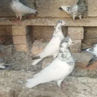 جفت پنتیس بتیراخالص پیور