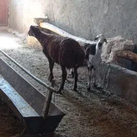 بره نر