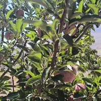 عرضه مستقیم محصولات ارگانیک میوه های هلو و سیب