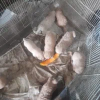 توله سگ ۶تا