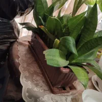از ۵۰ تا ۱۰۰ قلمه ای