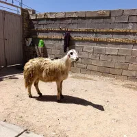 بره قوچ افشاری