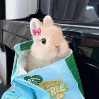 مینی خرگوش همه نژادها در مرکز اصلی.متن اگهی مهم