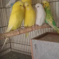 مرغ عشق انگلیسی