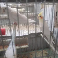 عروس هلندی
