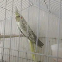عروس هلندی ماده