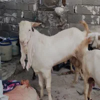 پازن گلابی
