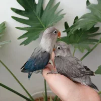 جوجه کوتوله برزیلی سرلاکی