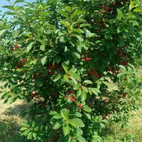 باغ قطره‌ای اهر روستای پسته بیگ