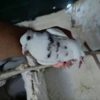 کبوتر|پرنده|سنندج, |دیوار