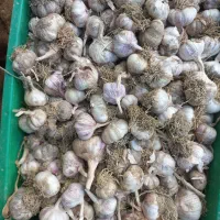 سیر سایز متوسط تند حاصل امسال و خشک
