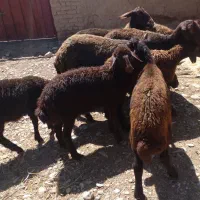 میش بره‌ دار