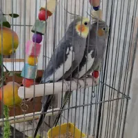 فروش دو عدد عروس هلندی نر و ماده