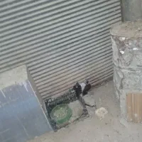 کبوتر کله ای