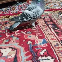 کبوتر مسافتی نر