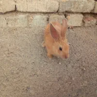 خرگوش