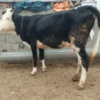 تلیسه گاو قربانی یک گوساله  زاییده و دودندان