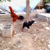 مرغ و خروس لاری