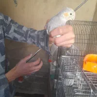 عروس هلندی